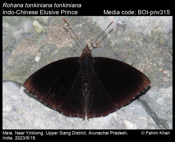 最終価格‼️Butterflies of Afrotropical アフリカ蝶 Alpine Black Swallowtail butterfly, Papilio maackii, SUMMER